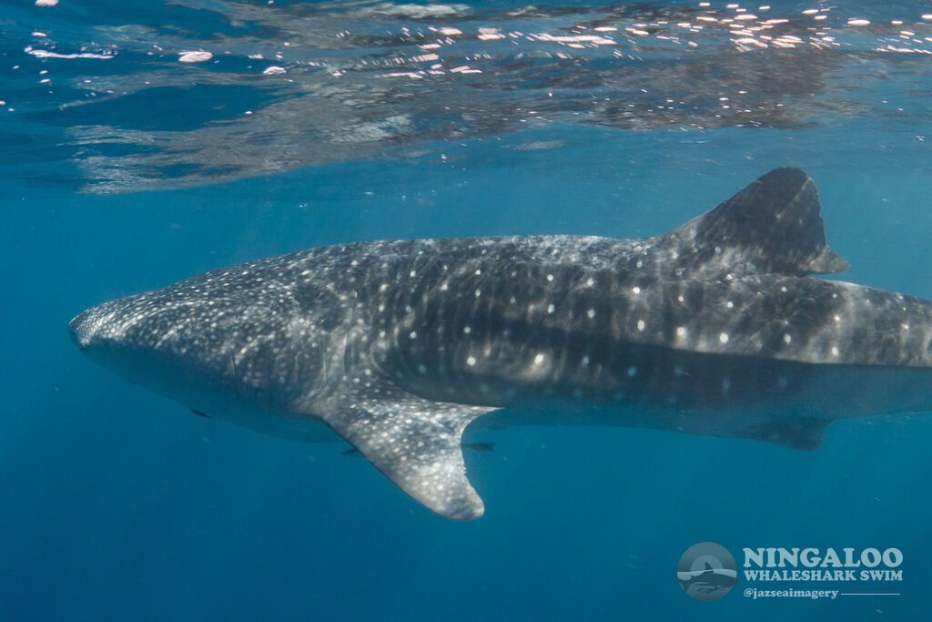 8aa44e94-aa78-42e2-b534-70dae2ddc803