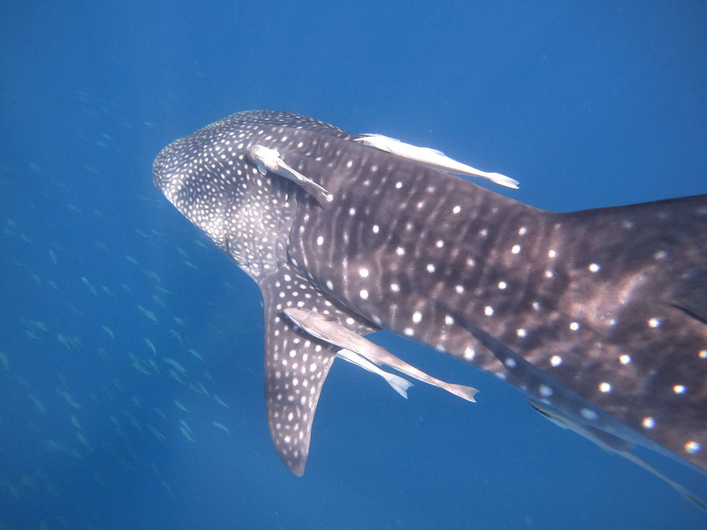 f0a6bd88-4fa0-4108-a82f-d614e58c17b6