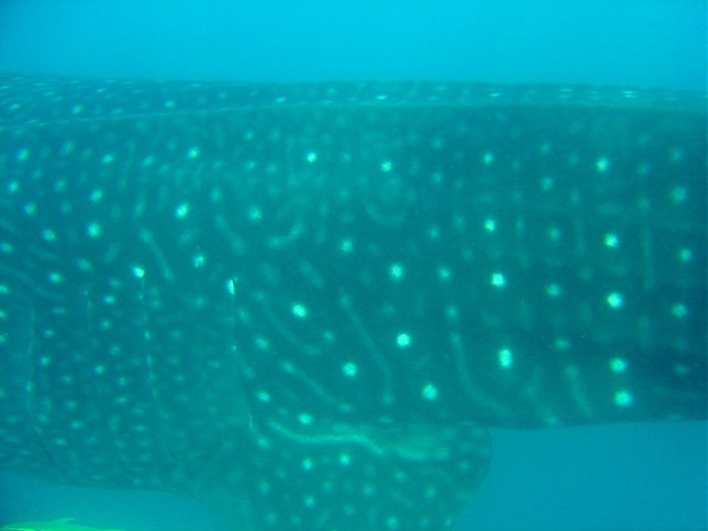 be2c8741-0c6e-4cae-ab32-5327b7076a10