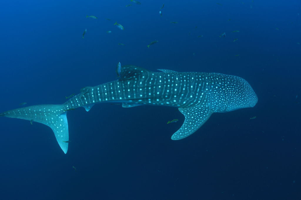 62ed6f5f-0485-4b0e-952a-600a2bb6c803