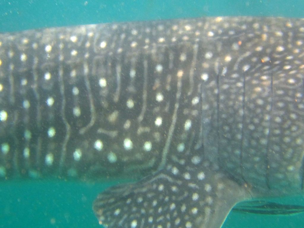 239c8b23-fdd5-414c-93a0-56f7f2194ea7