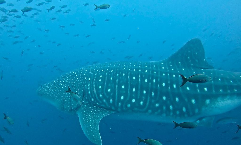 6066ce1a-d38a-4f70-8d6b-7314644be732