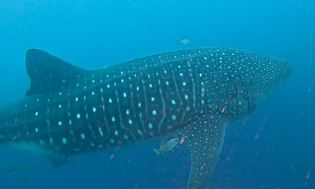 6066ce1a-d38a-4f70-8d6b-7314644be732