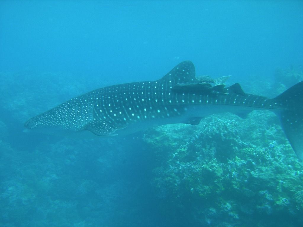 ccf2380d-fc13-46e0-8ebb-5f98d000de2e