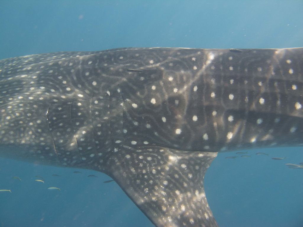 0ca01899-5820-4f46-9ff0-26bcbd1f6eb8