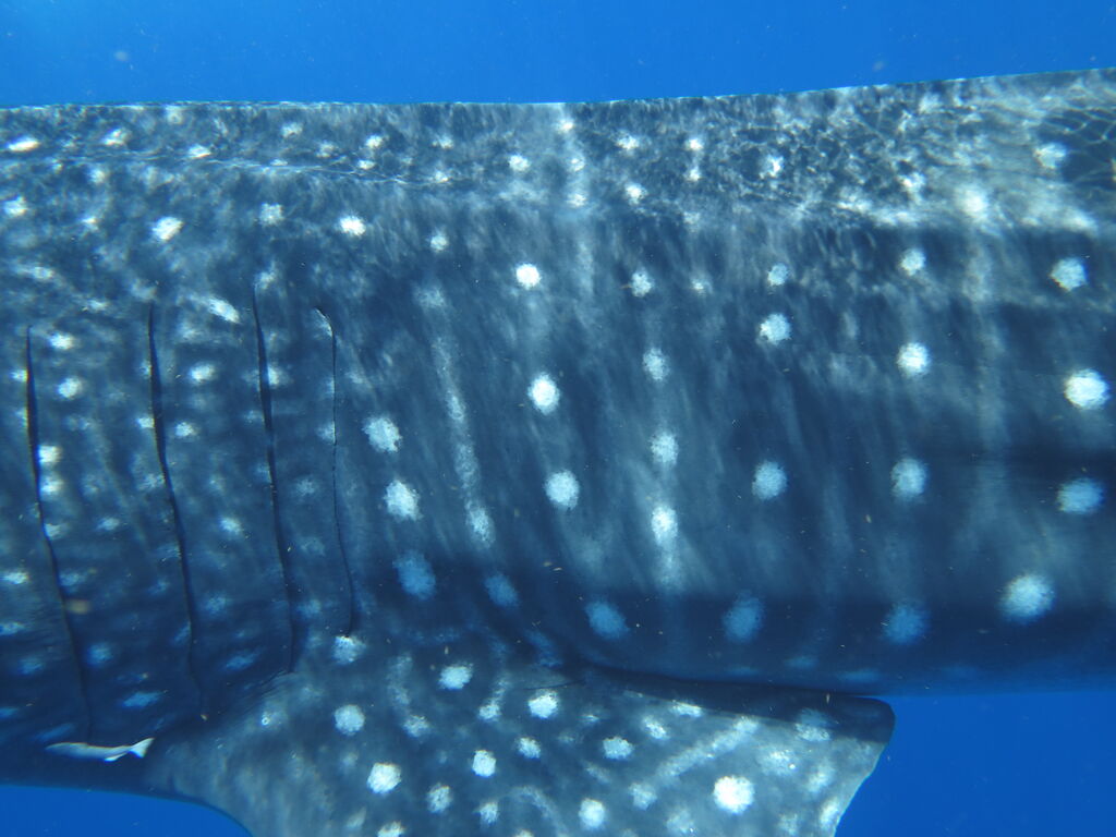 113ee650-6a89-48a5-90e8-52311a051da7