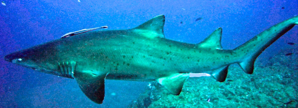 78d588eb-6a4f-407c-902a-a7308d2dec99