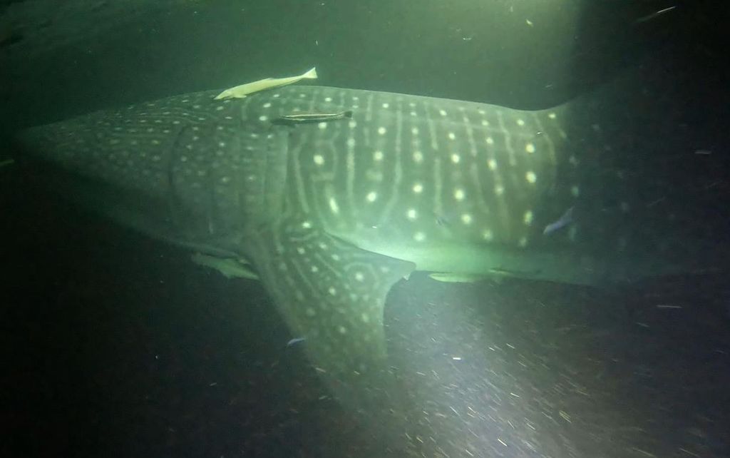 5c301dd1-774f-4145-bf6d-4de7abcc2e0a