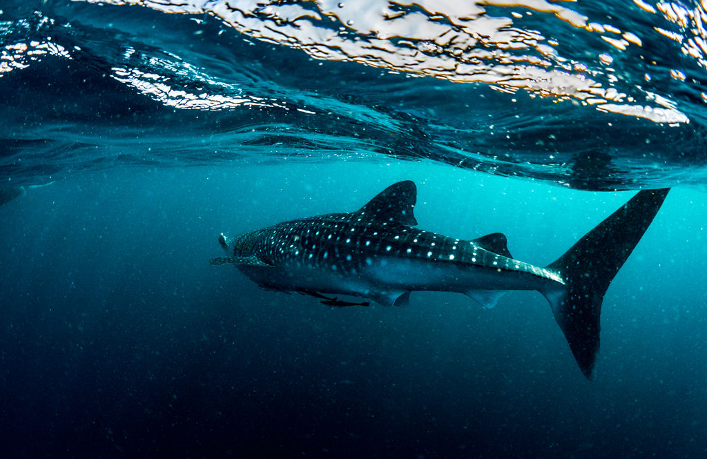 8b906fa7-5c41-4502-b9bf-aae9fb0e69f2