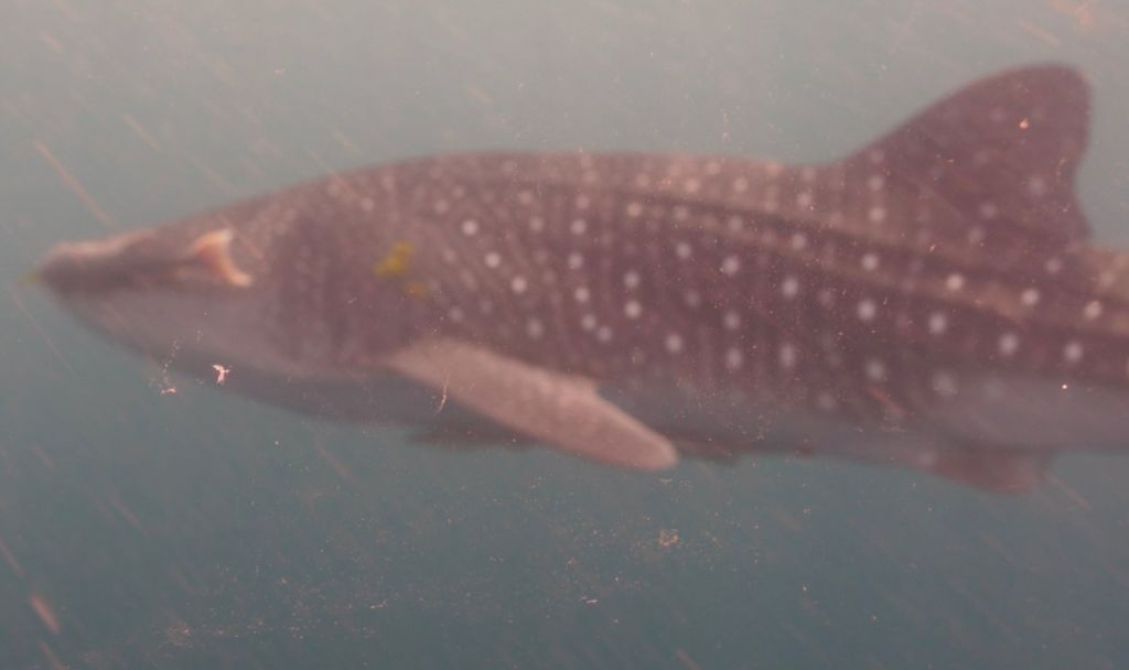 8b906fa7-5c41-4502-b9bf-aae9fb0e69f2