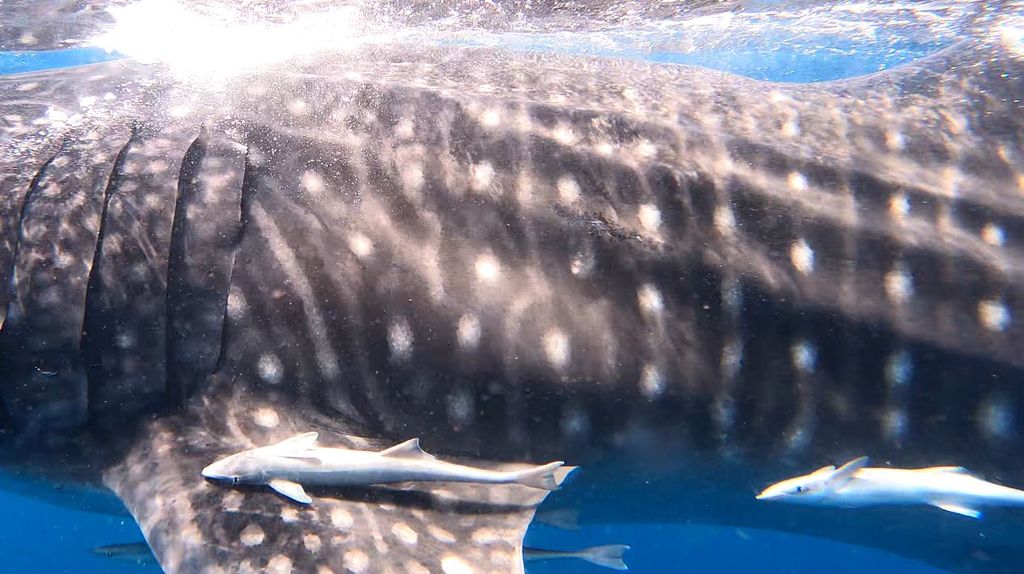 76781439-5295-4fdb-8e94-8d0ca30ef646