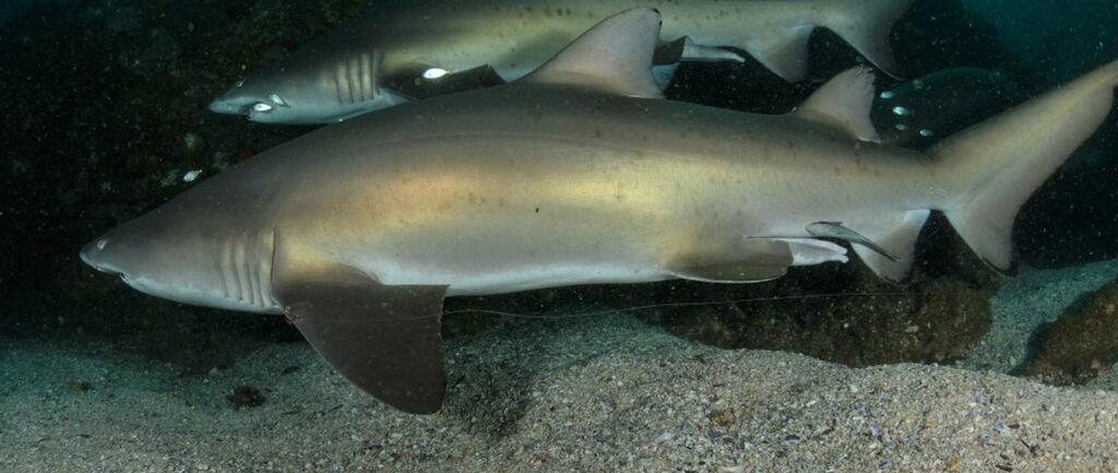 b95abcb5-97a3-4da4-9bcd-3a26cf884333