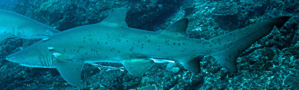 2e1e0d88-a7e6-4f9c-911a-359167d5c6fa