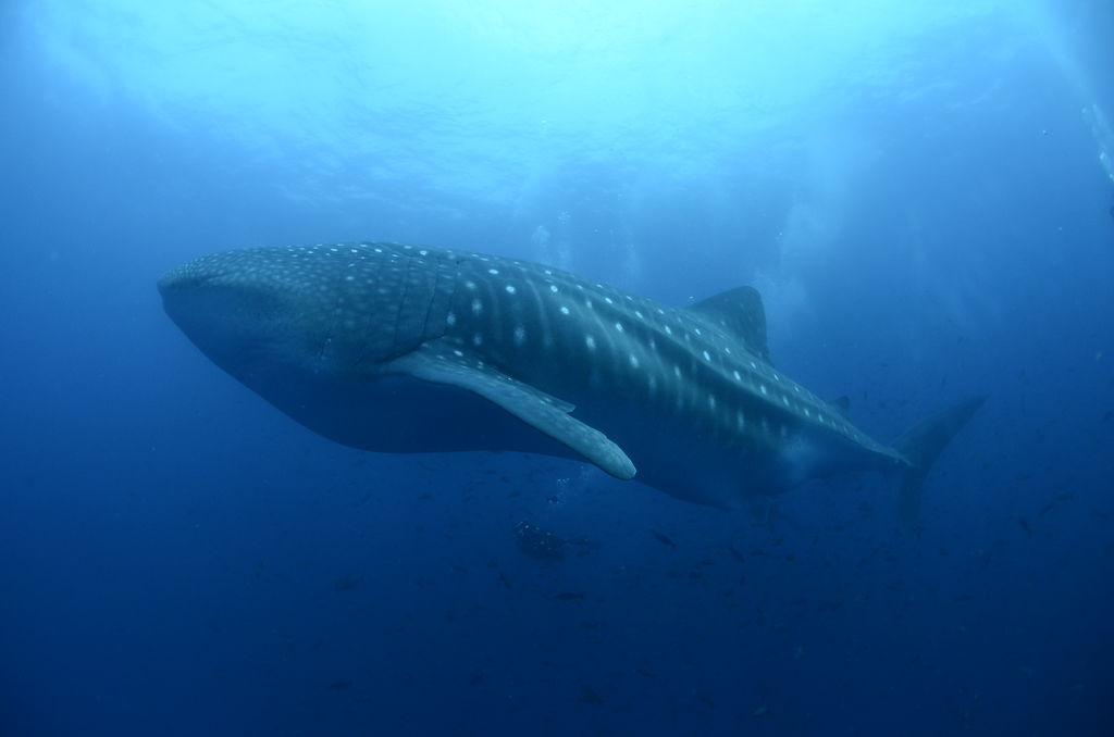 dbaf9f9d-fcc3-441c-ae3a-bb9d80e9ac92