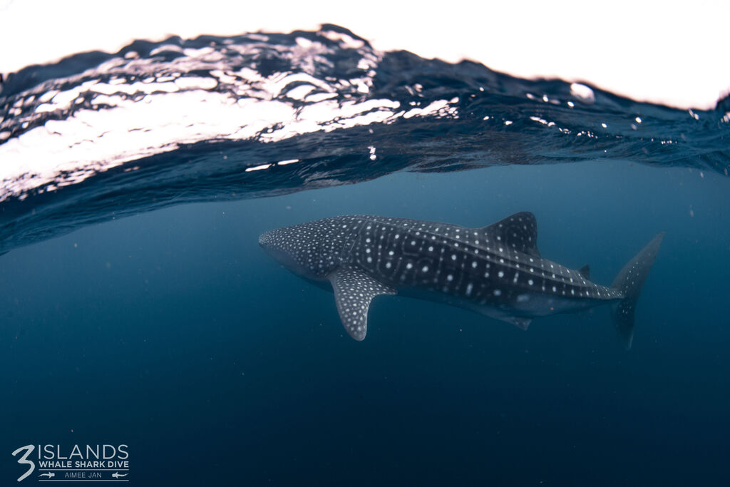 1146f6c2-3193-44fd-9ee1-a01ae83d76e1