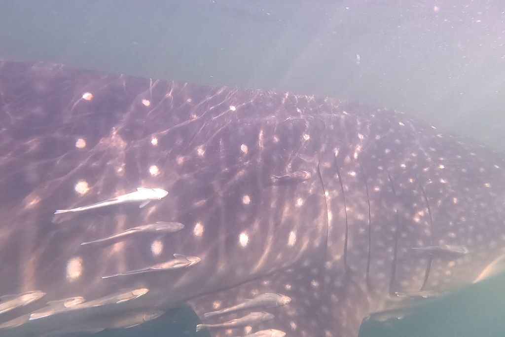 bef3c879-e872-408d-967e-1c8c92594a04