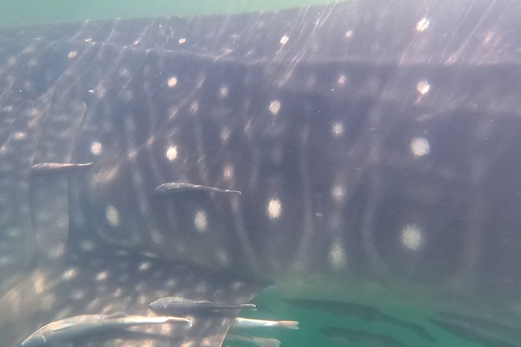 bef3c879-e872-408d-967e-1c8c92594a04