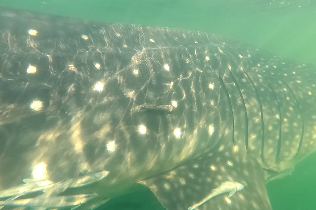 bef3c879-e872-408d-967e-1c8c92594a04