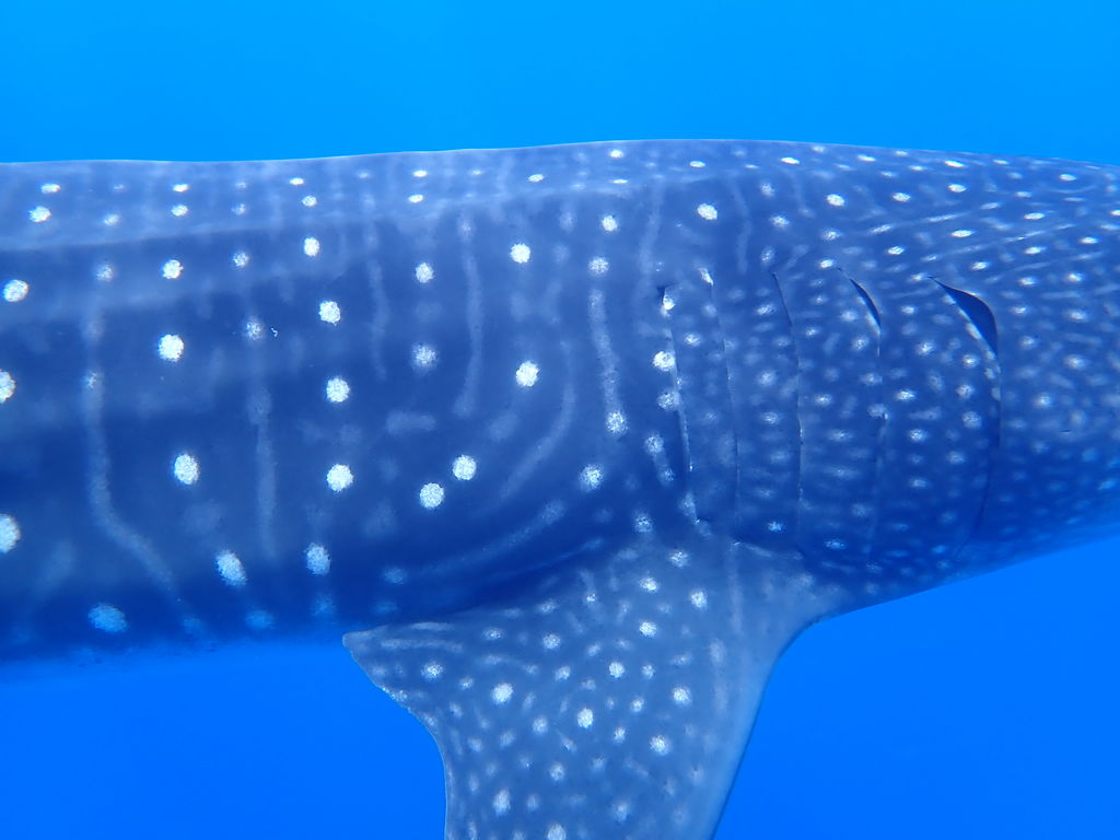 d9432635-b62d-4b0a-8e0d-0b20ef2eade8