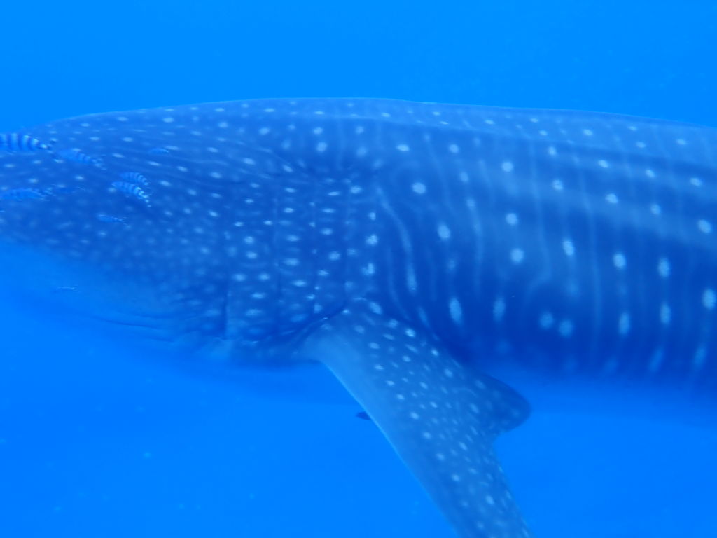 d9432635-b62d-4b0a-8e0d-0b20ef2eade8