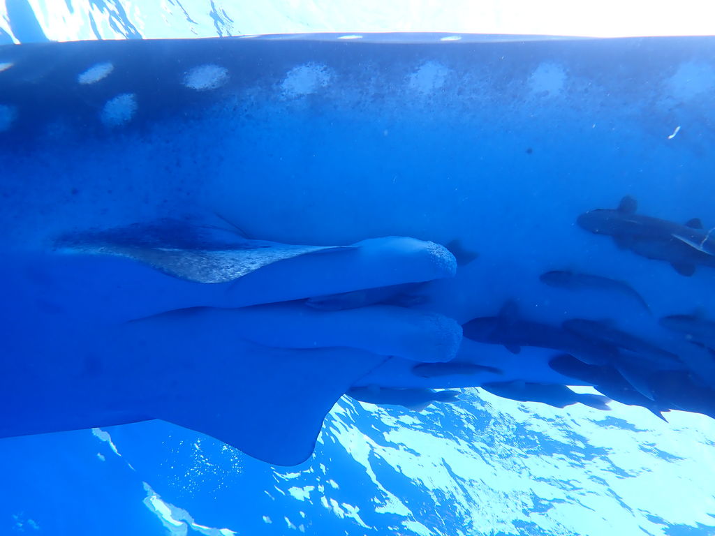 d9432635-b62d-4b0a-8e0d-0b20ef2eade8