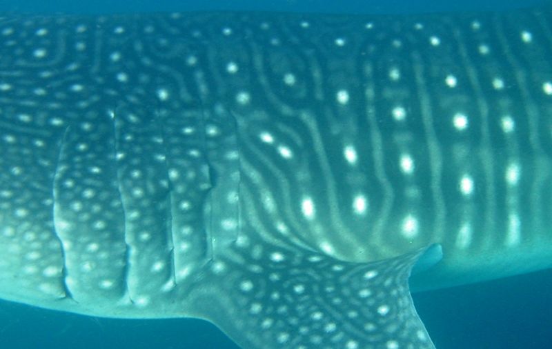 e6f0ff6d-2997-4fd6-b679-4d33739d87a9