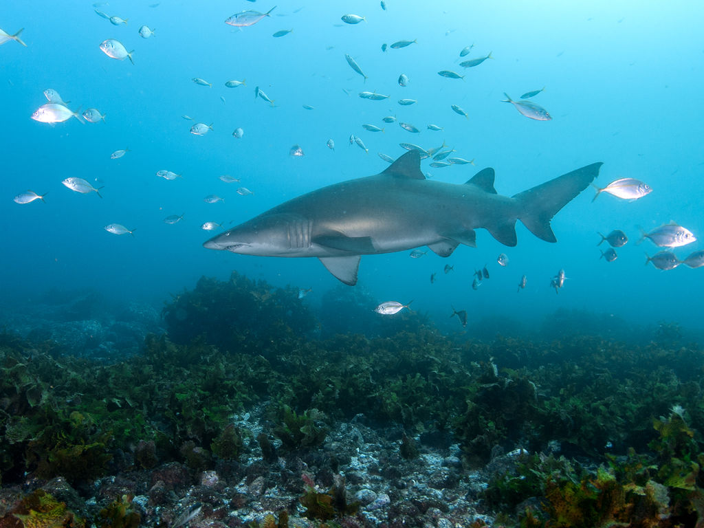 35ae158e-d4e3-44d6-8276-7c379410dcf3