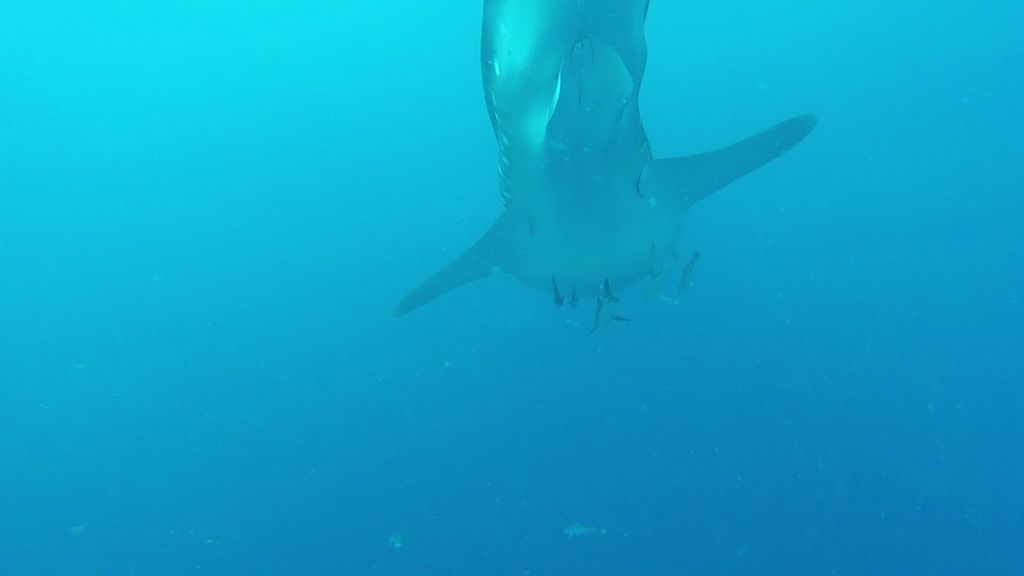 16bff513-bfdd-4cf4-9599-d50f720291d5