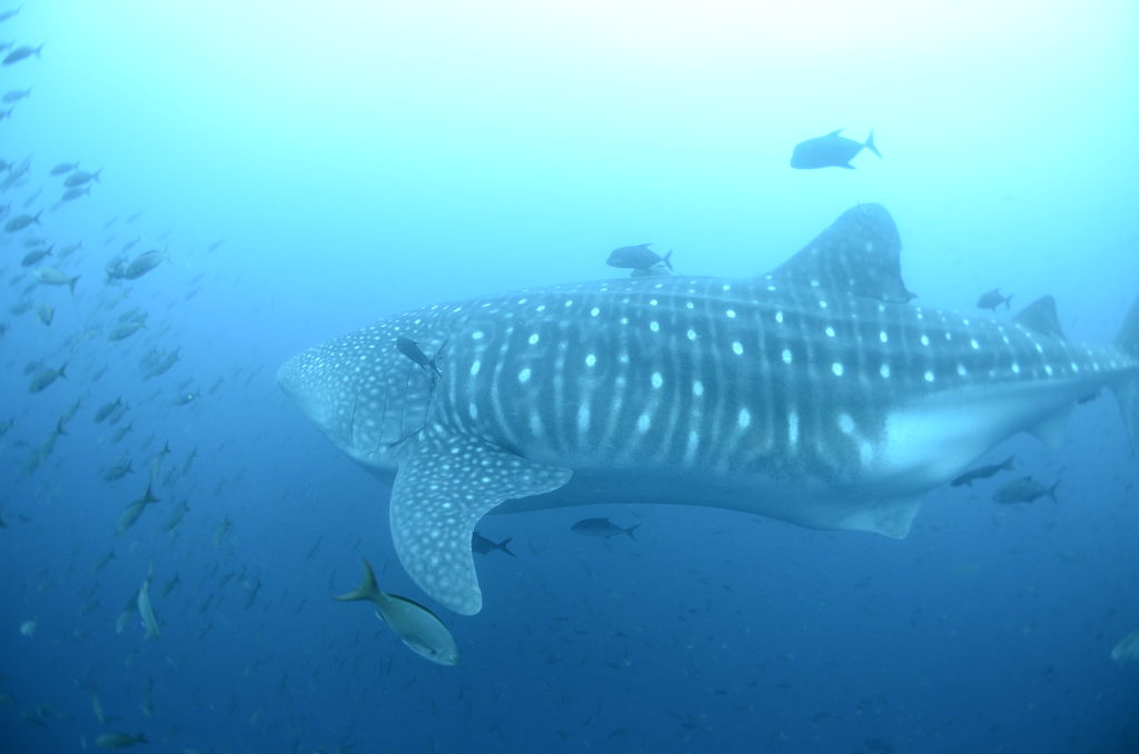 e2d02e24-8976-45c1-8f48-90957fdc17b1