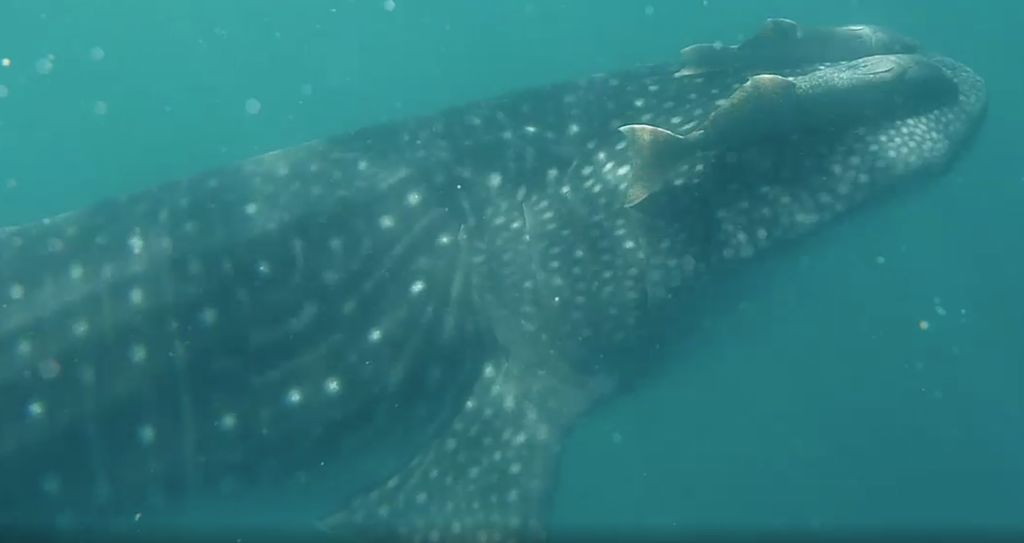 d9e7cbf5-65dc-4be7-8327-492894f310c0