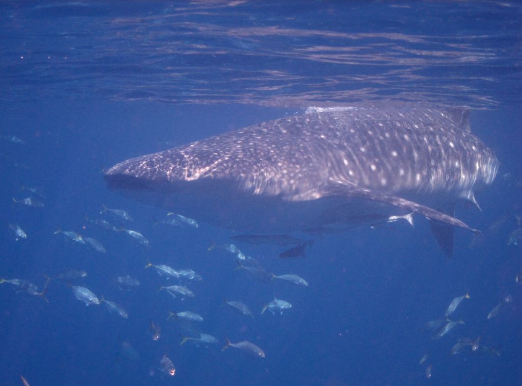 784065ce-e445-481f-af23-daeea18ff9df