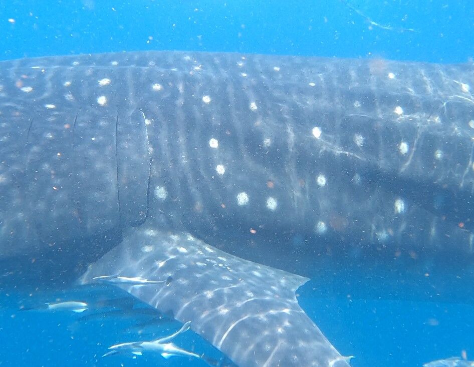 bea3f556-dd35-449a-a9f1-d01bbd134c48