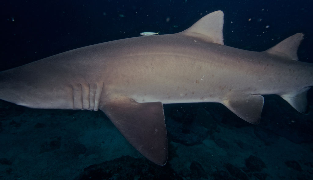 4189fd00-6dc7-440a-9154-78def64111d1