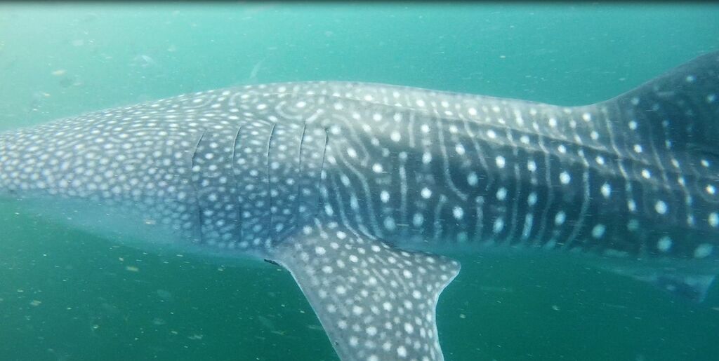 0508a024-1e03-4f09-867d-f0ffa7200c2f