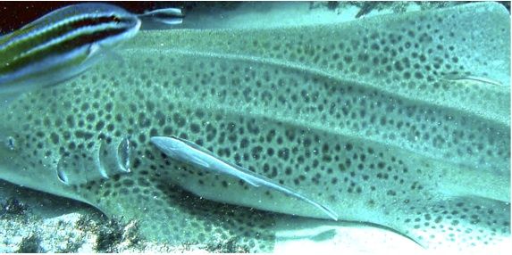 e5d25c87-89bf-48e9-a534-4b255e1a9ced