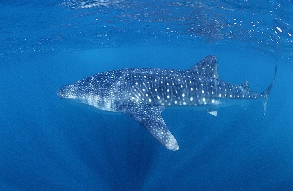 4127c833-2c61-4823-a910-b0be6f9b8be5