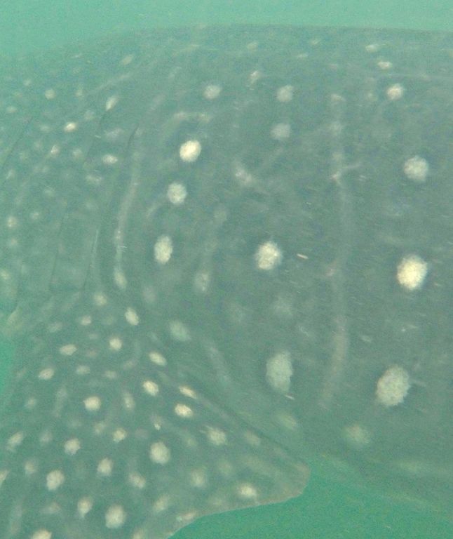 c1a8fa9e-0e79-4411-9e69-69edf028863b