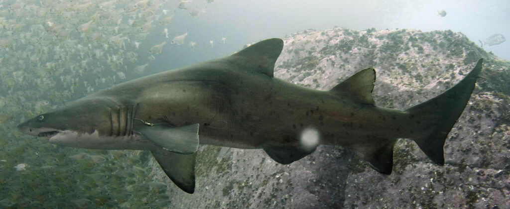 ca7fee04-c010-4f31-9d40-d3e12890af04