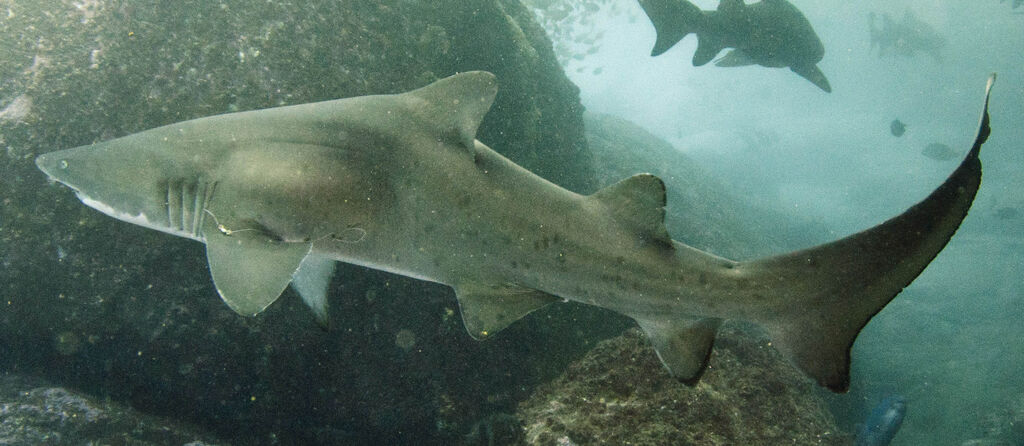 ca7fee04-c010-4f31-9d40-d3e12890af04