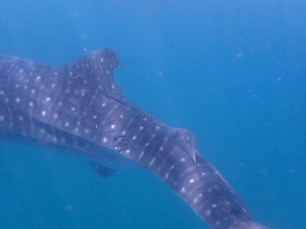 fc6c0e53-cec4-4b5b-96eb-a2b122331122