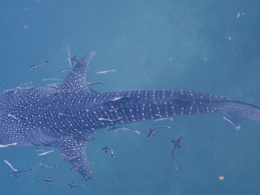 1e44bc7d-7e43-4a6d-82d1-7a3e0e5efae1