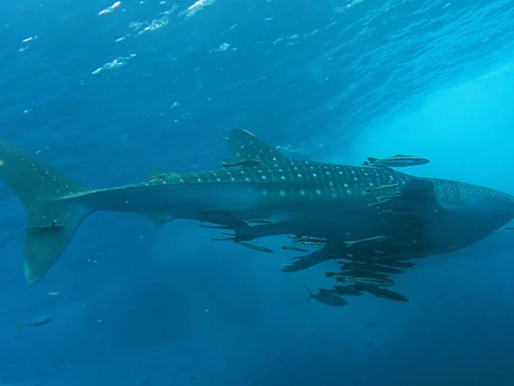 1e44bc7d-7e43-4a6d-82d1-7a3e0e5efae1