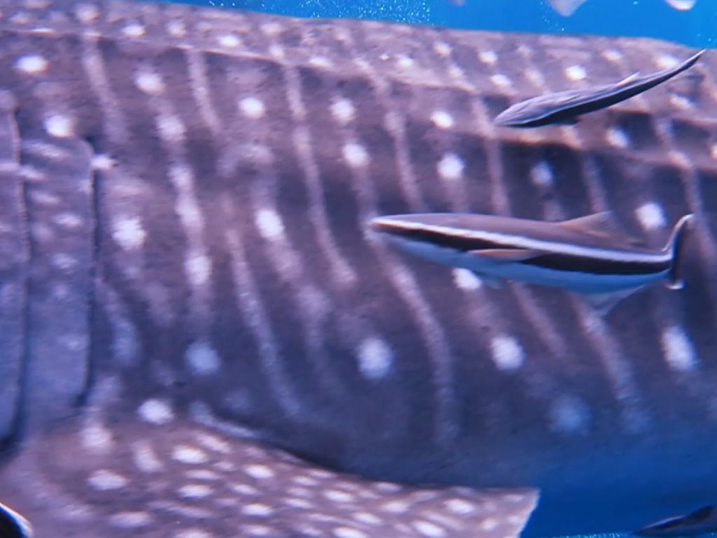 1e44bc7d-7e43-4a6d-82d1-7a3e0e5efae1