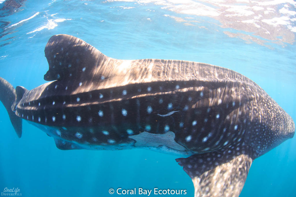 3e930d71-cdc5-45c3-8899-d1db88a8a9b8