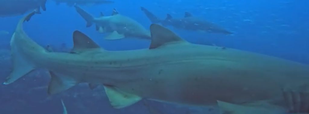 740f8948-196e-4c29-9f1c-ca940ac6950c