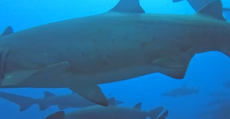 740f8948-196e-4c29-9f1c-ca940ac6950c