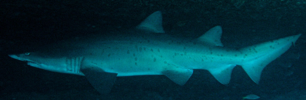 a219482f-4531-4d03-8632-d660a83f68f6