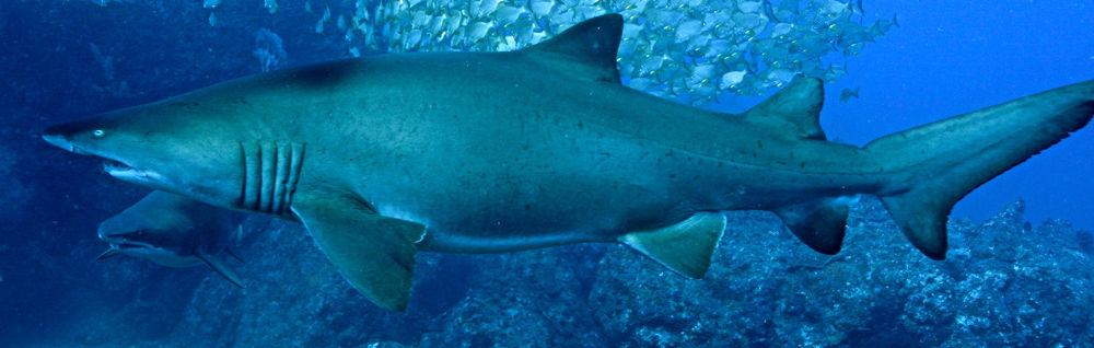 0f324564-abfe-4b75-93f9-f196e7ad27c5