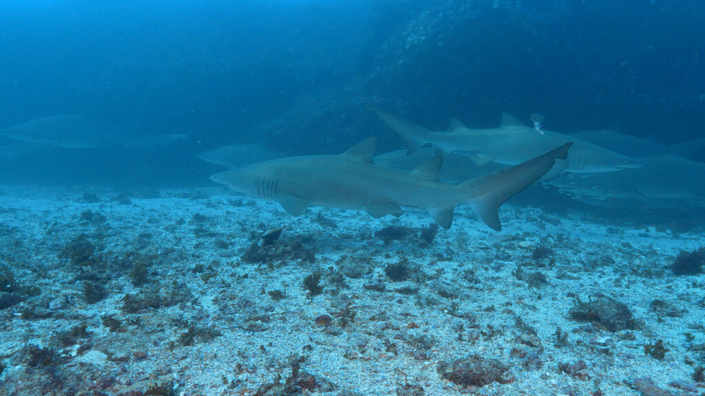 18102fec-d9a3-438f-8bb8-abdf996a38f9