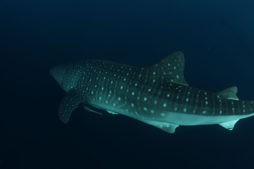 755da672-6ef7-44bf-bebd-8edc141bf8d5